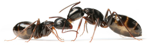 Desinsectación y exterminio de hormigas