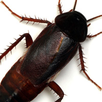 cucaracha negra